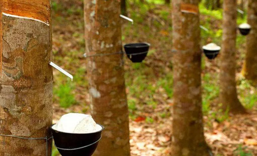 Một hecta đất, nhiều nguồn thu: Nông nghiệp đa giá trị đang lên ngôi
