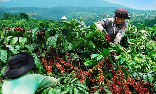 Từ thương lái đến vùng nguyên liệu: Vì sao doanh nghiệp đang thay đổi cách thu mua nông sản?
