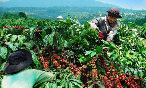 Từ thương lái đến vùng nguyên liệu: Vì sao doanh nghiệp đang thay đổi cách thu mua nông sản?