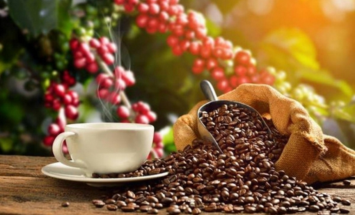Nông nghiệp tái sinh mở lối phát triển bền vững cho cà phê Việt Nam