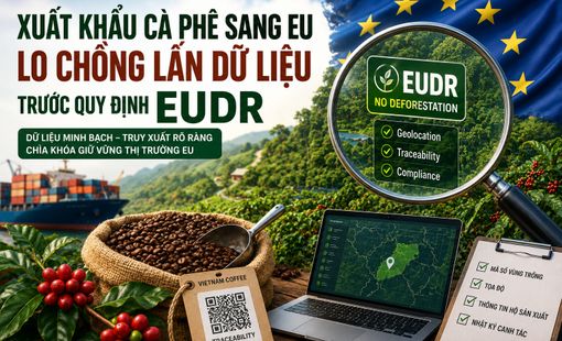 Xuất khẩu cà phê sang EU: Doanh nghiệp lo chồng lấn dữ liệu trước “rào cản” EUDR