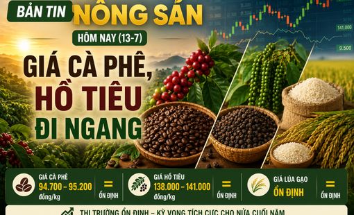 Giá nông sản hôm nay (13-7): Giá cà phê, hồ tiêu chững lại sau nhịp giảm, lúa gạo giữ ổn định