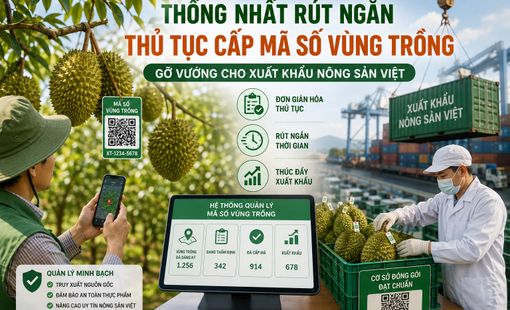 Thống nhất rút ngắn thủ tục cấp mã số vùng trồng, gỡ nút thắt cho xuất khẩu nông sản