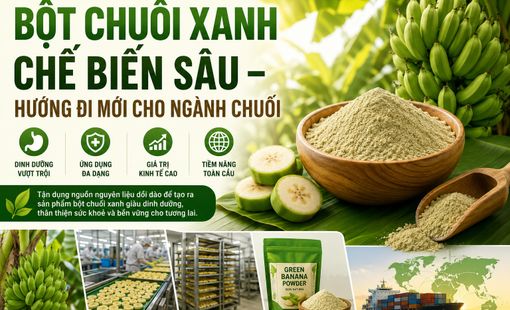 Bột chuối xanh chế biến sâu: Hướng đi mới nâng tầm giá trị ngành chuối Việt
