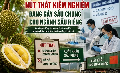 Nút thắt kiểm nghiệm và mã vùng trồng: "Điểm nghẽn" khiến ngành sầu riêng đứng trước mùa vụ đầy áp lực