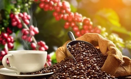 Giá nông sản hôm nay 14/7: Giá cà phê đi ngang, hồ tiêu giảm mạnh tới 4.000 đồng/kg