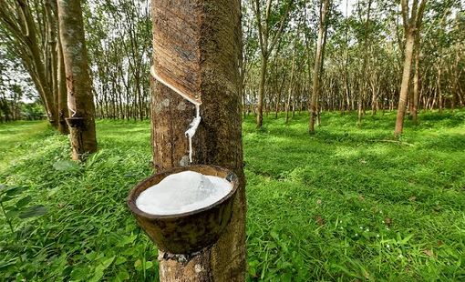 Giá cao su hôm nay 14/7: Thị trường châu Á đồng loạt khởi sắc, Nhật Bản tăng nhờ giá dầu và nhu cầu tích cực