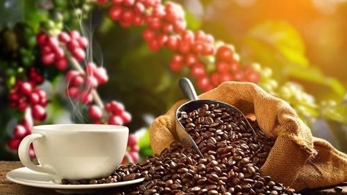 Bản tin nông sản hôm nay (16/7): Giá cà phê và hồ tiêu đồng loạt bật tăng, thị trường lúa gạo ổn định
