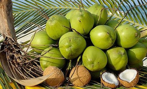 Ngành dừa Việt Nam: Khi lợi thế không còn nằm ở vườn cây