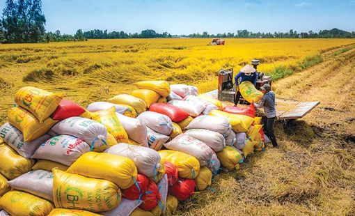 Gạo Việt trong cuộc đua chất lượng: Không còn là câu chuyện sản lượng