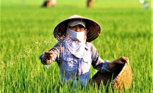 Phân bón Việt Nam trước áp lực xanh hóa: Cuộc đua mới ngoài giá bán