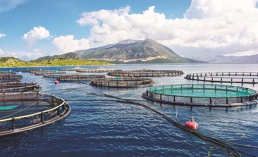 Khánh Hòa: Hướng tới nông nghiệp sinh thái và đặt mục tiêu trở thành trung tâm nuôi biển quốc gia