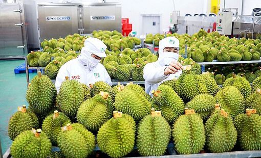 Sầu riêng dẫn dắt tăng trưởng, xuất khẩu rau quả tăng gần 18% trong 6 tháng đầu năm