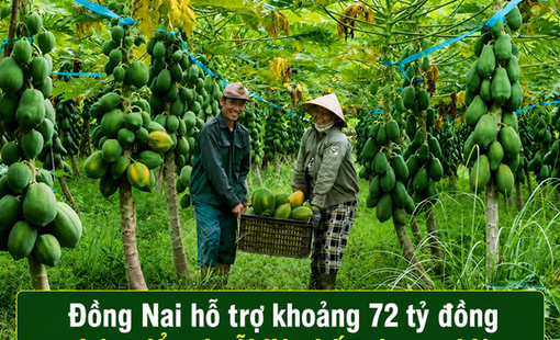 Đồng Nai hỗ trợ khoảng 72 tỷ đồng phát triển chuỗi liên kết nông nghiệp