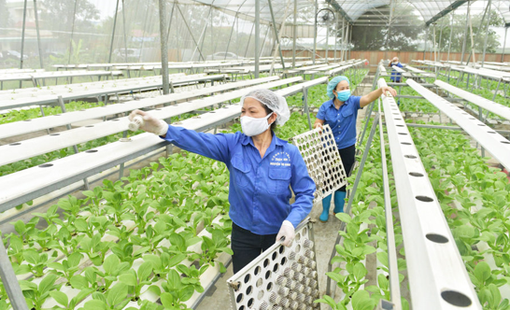Nông nghiệp Hà Nội: Bứt phá từ những cánh đồng số