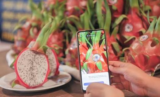 Không chỉ là mã QR: Truy xuất nguồn gốc đang trở thành "tấm hộ chiếu niềm tin" của nông sản Việt