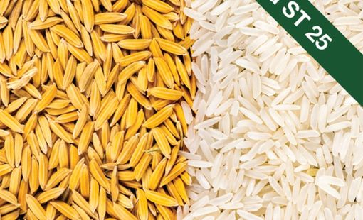Cuộc chiến định danh ST25: Khi thị trường gạo Việt bước vào thời kỳ “thương hiệu hóa”