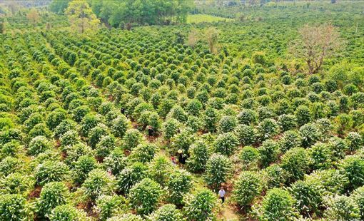 Nông sản Việt bước vào cuộc đua thương hiệu: Thoát khỏi “cái bóng” hàng hóa giá rẻ