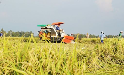 Phú Thọ có gần 1.800 hợp tác xã đang hoạt động, nông nghiệp vẫn là lĩnh vực chủ lực