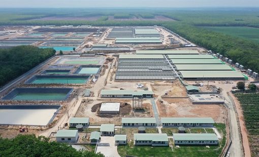 BAF Việt Nam tăng tốc mở rộng chuỗi chăn nuôi, sản lượng heo bán ra tăng mạnh trong nửa đầu năm 2026