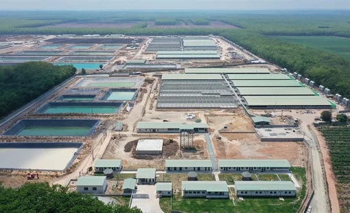 BAF Việt Nam tăng tốc mở rộng chuỗi chăn nuôi, sản lượng heo bán ra tăng mạnh trong nửa đầu năm 2026