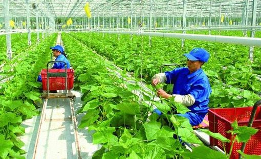 Hà Nội đổi mới, nâng cao chất lượng đào tạo nghề cho lao động nông thôn đến năm 2030