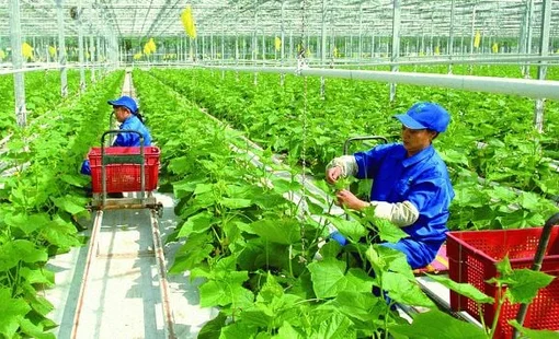 Hà Nội đổi mới, nâng cao chất lượng đào tạo nghề cho lao động nông thôn đến năm 2030