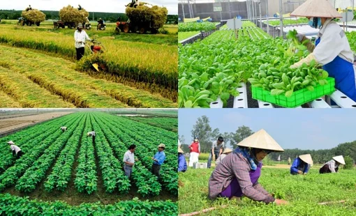 Nông nghiệp công nghiệp hóa: Vì sao nhiều hợp tác xã vẫn loay hoay giữa “làm nông” và “làm doanh nghiệp”?