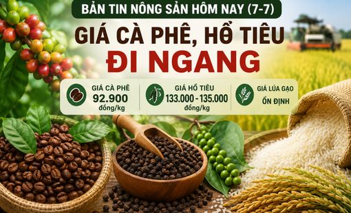 Giá nông sản hôm nay (7/7): Giá cà phê, hồ tiêu đi ngang; thị trường lúa gạo ổn định