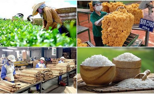 Chuỗi liên kết nông nghiệp: Từ mô hình hợp tác đến lợi thế cạnh tranh dài hạn