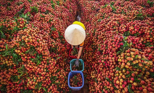 Từ nguyên liệu đến thương hiệu: Vì sao nhiều nông sản Việt vẫn bán giá thấp?