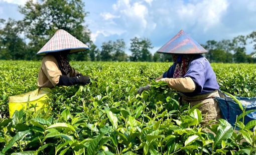 Gia Lai: Khuyến công tiếp sức khu vực kinh tế tư nhân phát triển
