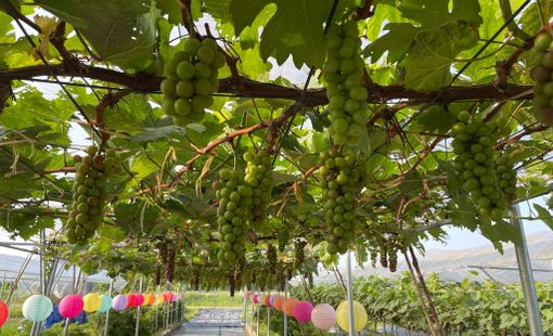 Thanh Hóa tăng tốc chuyển đổi nông nghiệp xanh, hướng tới nền sản xuất thông minh và bền vững
