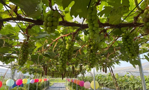 Thanh Hóa tăng tốc chuyển đổi nông nghiệp xanh, hướng tới nền sản xuất thông minh và bền vững