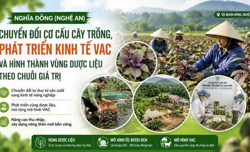Nghĩa Đồng bứt phá với nông nghiệp đa giá trị: Hình thành vùng dược liệu, phát triển VAC nâng cao thu nhập