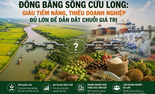 Đồng bằng sông Cửu Long: Giàu tiềm năng, thiếu doanh nghiệp đủ lớn để dẫn dắt chuỗi giá trị