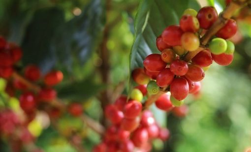 Giá nông sản hôm nay (11-8): Giá cà phê tăng nhẹ, hồ tiêu đi ngang