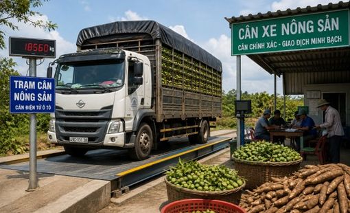 Nghề cân xe nông sản thuê “sống lại” nhờ các vùng chuyên canh mở rộng