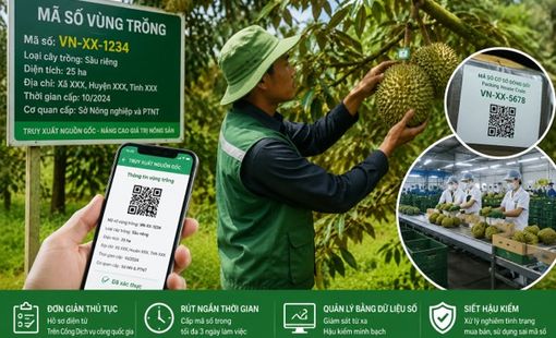 Tăng hậu kiểm, xử lý tình trạng mua bán và sử dụng sai mã số vùng trồng