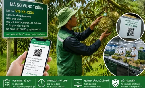 Tăng hậu kiểm, xử lý tình trạng mua bán và sử dụng sai mã số vùng trồng