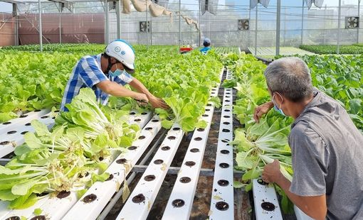 Hà Nội nâng giá trị nông sản từ những vùng sản xuất tập trung