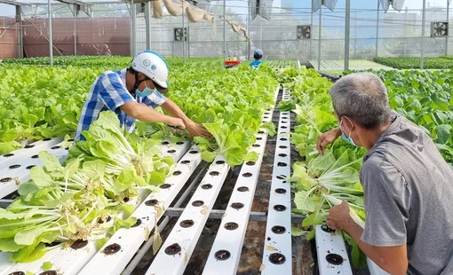 Hà Nội nâng giá trị nông sản từ những vùng sản xuất tập trung