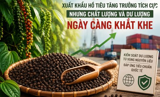 Xuất khẩu hồ tiêu vượt 1 tỷ USD, bài toán dư lượng đặt ra từ vùng nguyên liệu