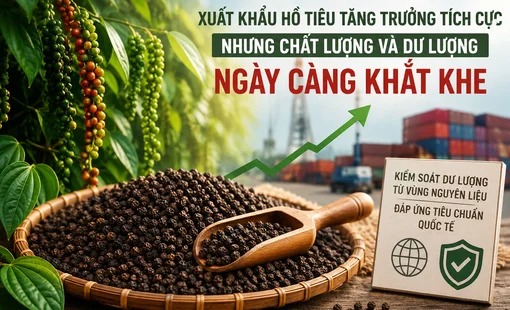 Xuất khẩu hồ tiêu vượt 1 tỷ USD, bài toán dư lượng đặt ra từ vùng nguyên liệu