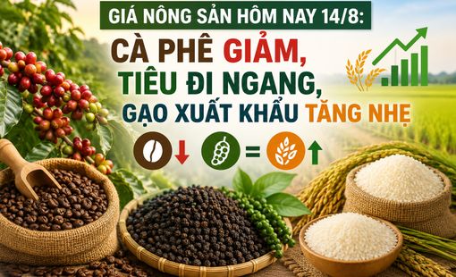 Giá nông sản hôm nay 14/8: Cà phê giảm phiên thứ hai, hồ tiêu đi ngang, gạo xuất khẩu tăng nhẹ