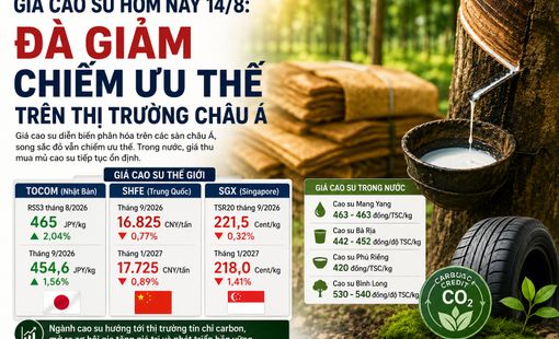 Giá cao su hôm nay 14/8: Áp lực giảm chiếm ưu thế, ngành cao su tìm dư địa từ tín chỉ carbon