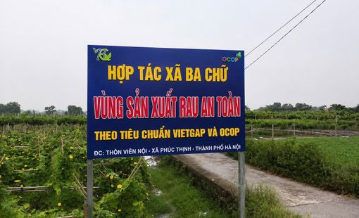 HTX Ba Chữ liên kết vùng, nâng giá trị rau an toàn, giúp nông dân phát triển bền vững
