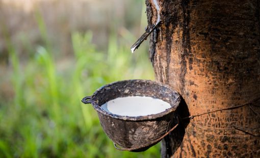 Giá cao su hôm nay 15/8: Các sàn châu Á phân hóa, sắc đỏ chiếm ưu thế