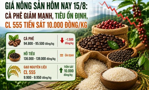 Giá nông sản hôm nay 15/8: Cà phê giảm mạnh, tiêu đi ngang, CL 555 áp sát 10.000 đồng/kg