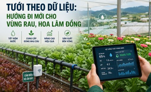 Tưới theo dữ liệu: Hướng đi mới cho vùng rau, hoa Lâm Đồng